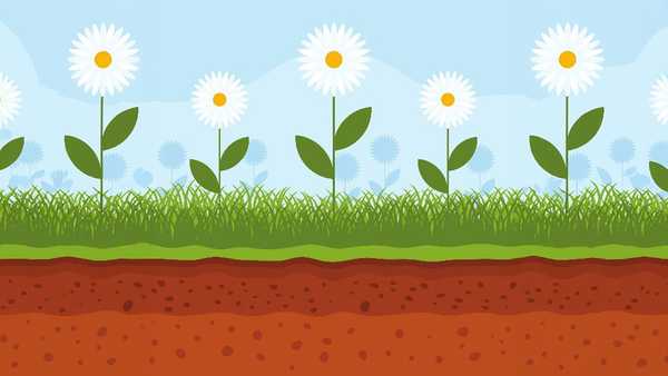 White daisies grow in green grass