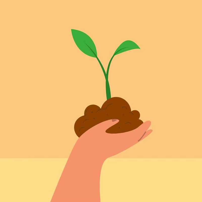 A person holding a plant in their hand